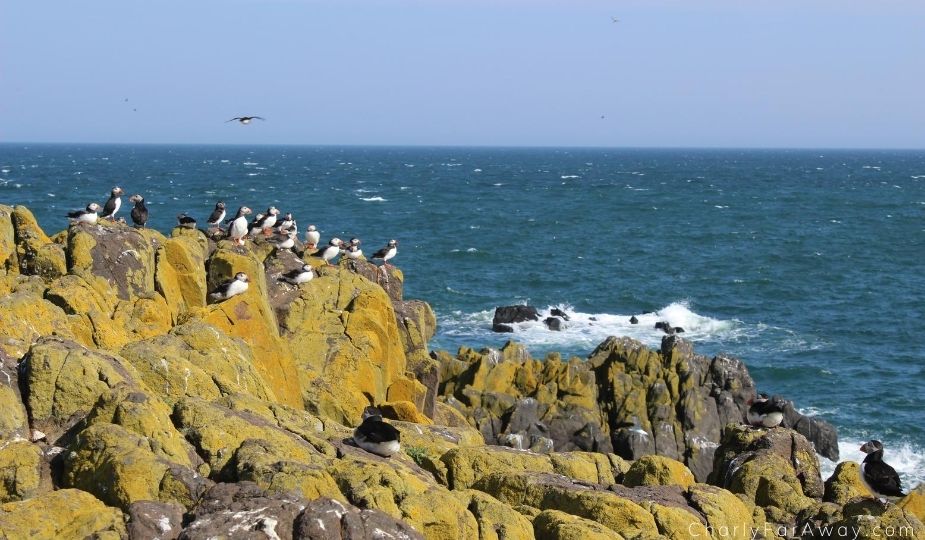Ile de May puffin macareux