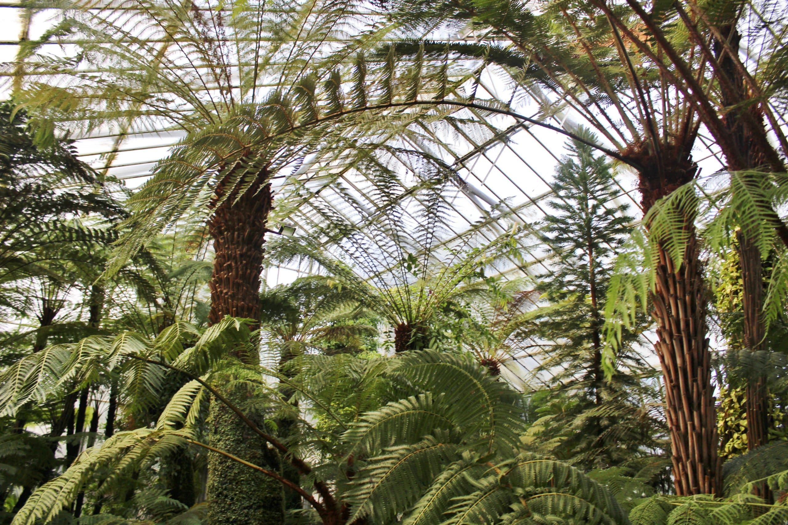 Visite féérique au jardin botanique d’Édimbourg