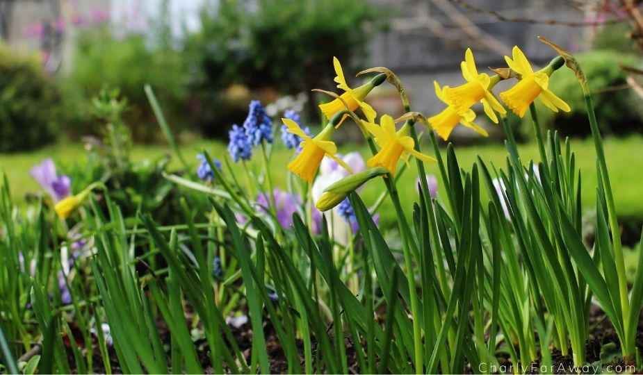 Printemps jardin botanique d'Edimbourg