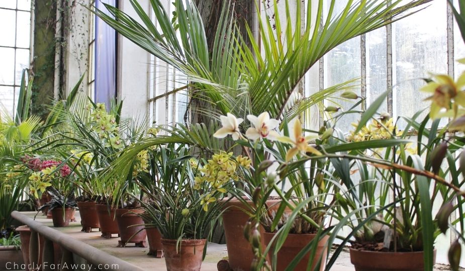 orchidées au jardin botanique d'Edimbourg